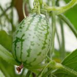 Kuriositätenbeet: 7 erstaunliche Pflanzen