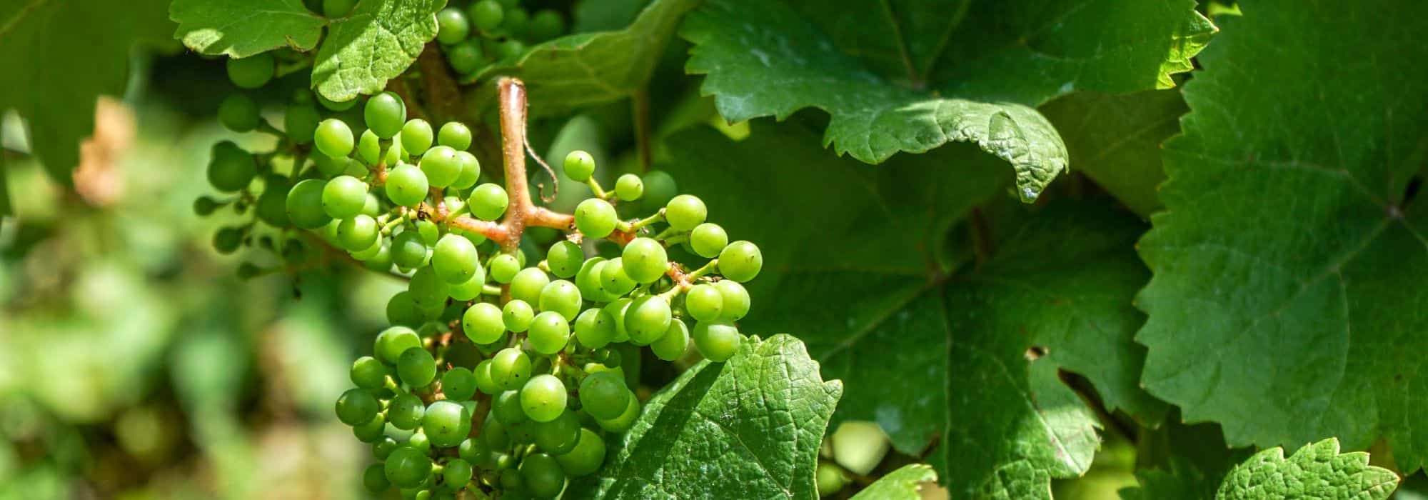 Warum trägt meine Weinrebe keine Trauben?