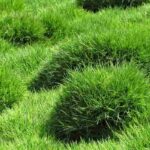 Zoysia tenuifolia (Maskarenengras): Pflanzung, Kultur und Pflege