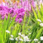 3, 5, 7, 9: Magische Zahlen fürs gelungene Staudenbeet