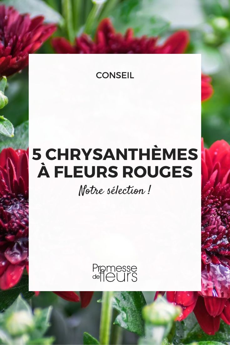 Chrysantheme