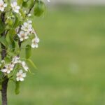 Hochstamm, Halbstamm, Rebe: Was ist das?