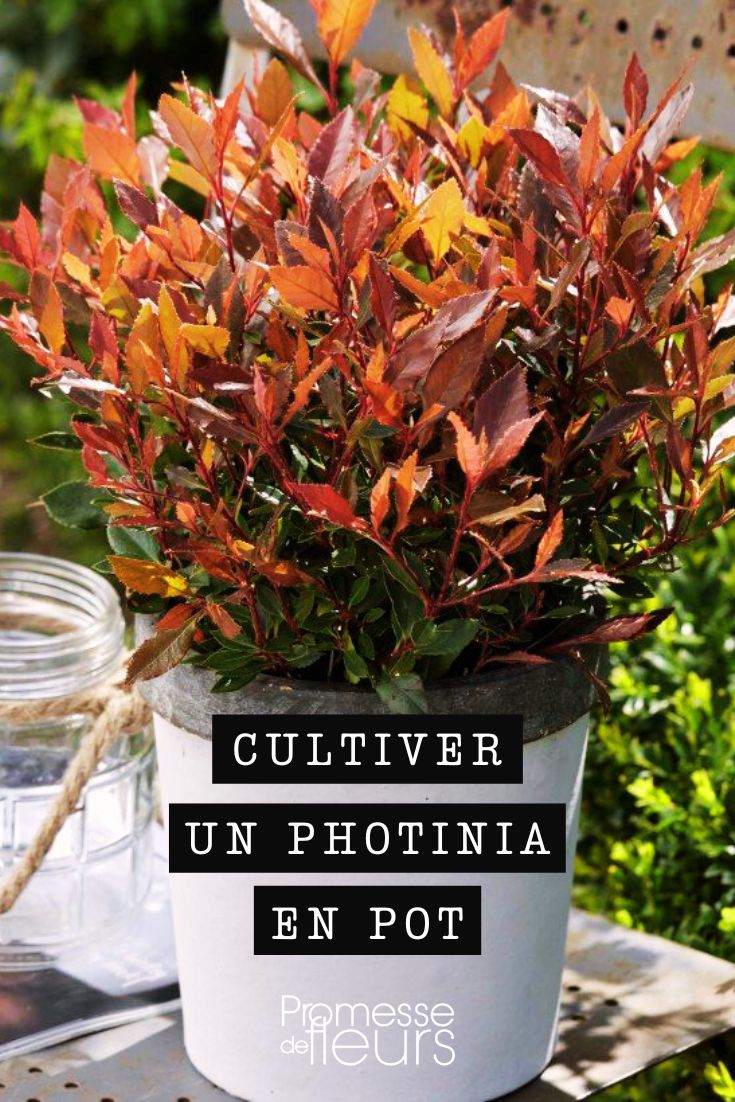 Tipps zur Pflege von Photinia

Photinia, auch bekannt als Glanzmispel, ist ein beliebter Zierstrauch mit glänzendem Laub und attraktiven Blüten. Hier sind einige Pflegetipps für gesunde Pflanzen:

Standort:
- Bevorzugt sonnige bis halbschattige Lagen
- Ideal ist ein windgeschützter Platz
- Verträgt auch städtisches Klima gut

Boden:
- Durchlässiger, humoser Boden
- Leicht saurer bis neutraler pH-Wert
- Staunässe unbedingt vermeiden

Pflanzung:
- Pflanzloch doppelt so groß wie der Wurzelballen
- Wurzelbereich mit Kompost anreichern
- Gründlich angießen nach dem Pflanzen

Pflege:
- Regelmäßig gießen bei Trockenheit
- Im Frühjahr mit Langzeitdünger versorgen
- Mulchen hält den Boden feucht

Schnitt:
- Schnittverträglich
- Ideal nach der Blüte schneiden
- Formschnitt möglich

Überwinterung:
- In rauen Lagen Winterschutz empfehlenswert
- Kübelpflanzen frostfrei überwintern
- Immergrüne Arten im Winter gießen

Mit diesen Tipps gedeiht Ihre Photinia prächtig und bringt viele Jahre Freude!