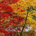Herbstgarten gestalten: Farbenpracht im Laub