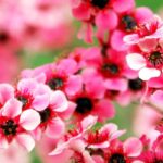 Leptospermum mit rosa Blüten: schönste Sorten