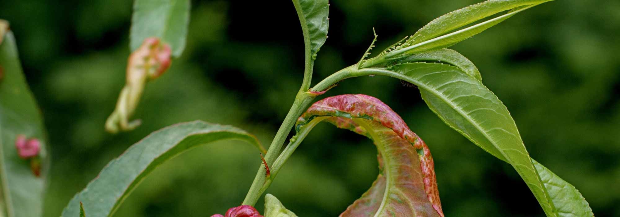 Obstbäume: Schädlinge und Krankheiten erkennen