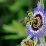 Passionsblume vor Kälte schützen?