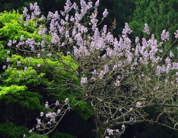 Blauglockenbaum: Der Baum als CO2-Speichermeister