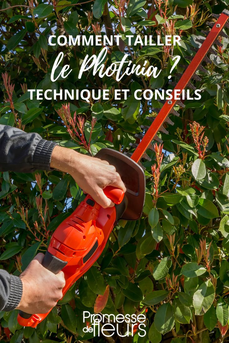 Den Photinia pflegen