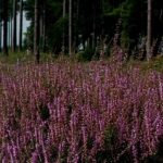 Sogenannte oder echte Moorbeeterde: Unterschiede?