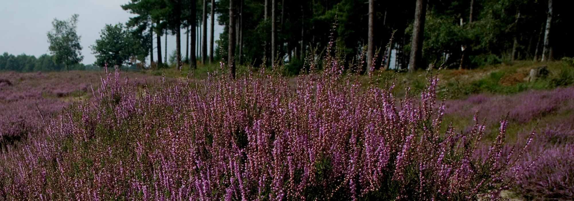 Sogenannte oder echte Moorbeeterde: Unterschiede?