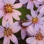 Beste Aster-Sorten für Blumensträuße