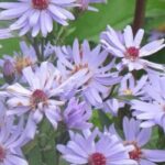 7 frühe Herbstastern