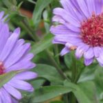 7 gefüllte Astern für den Garten