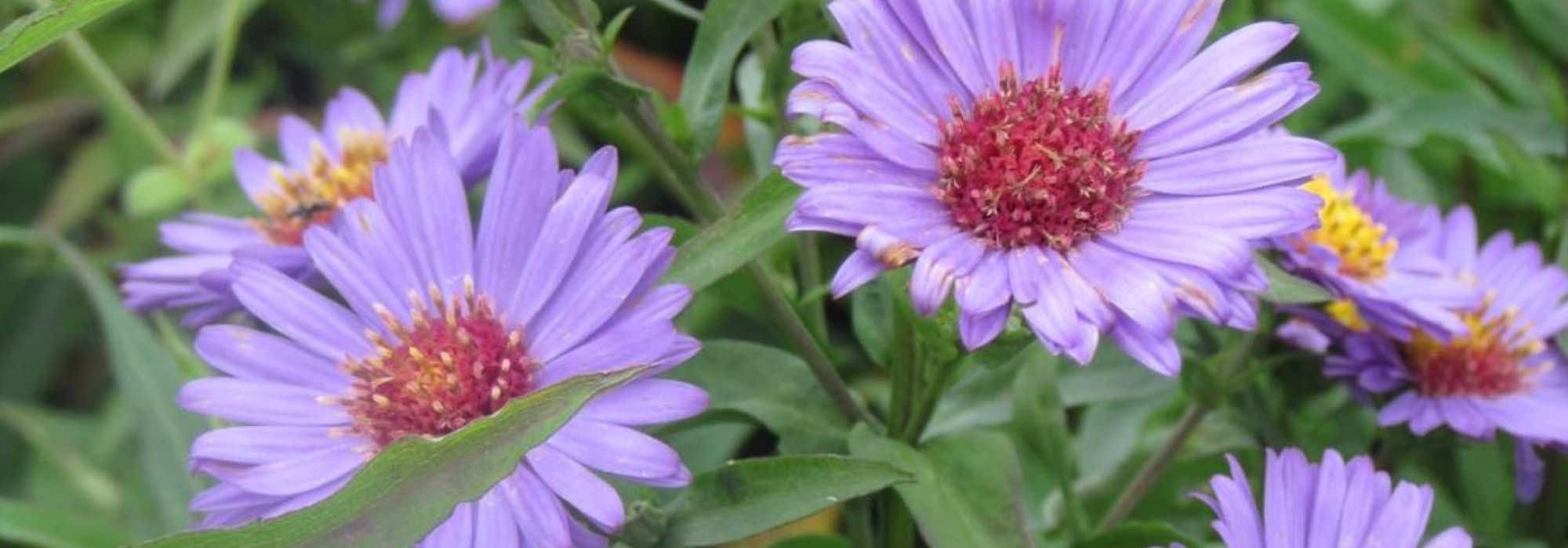 7 gefüllte Astern für den Garten
