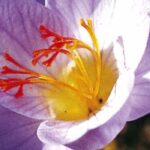 5 Zwiebeln für die Spätherbstblüte