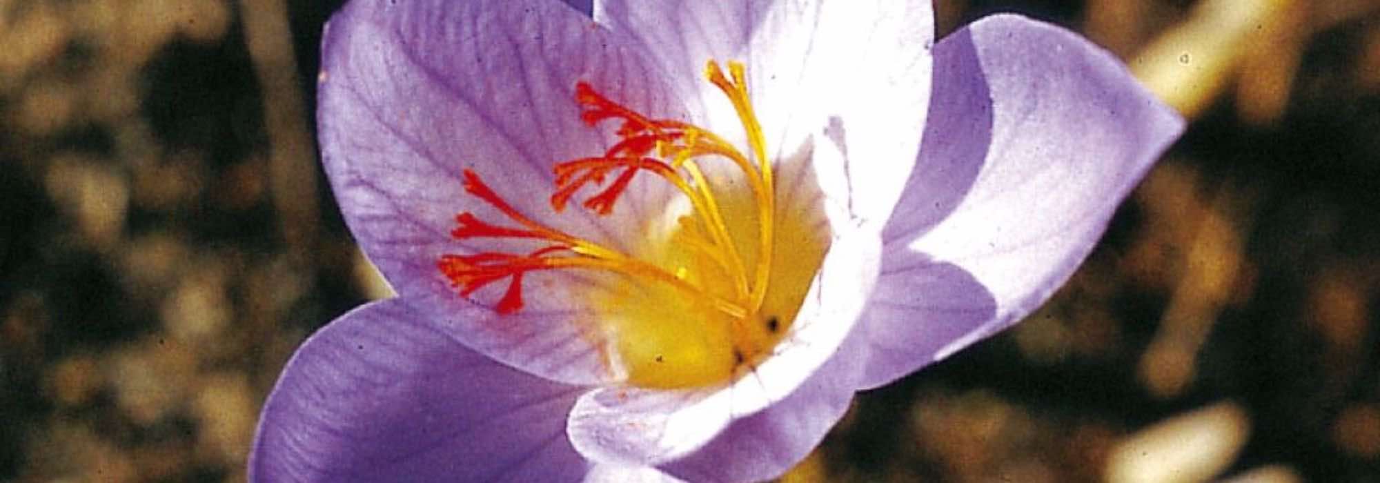 5 Zwiebeln für die Spätherbstblüte