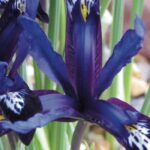 7 Zwiebeln für frühe Frühlingsblüte