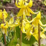 7 Zwiebeln mit Spätwinterblüte