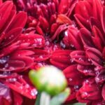 Top 5 rote Chrysanthemen