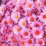 5 rosa blühende Chrysanthemen