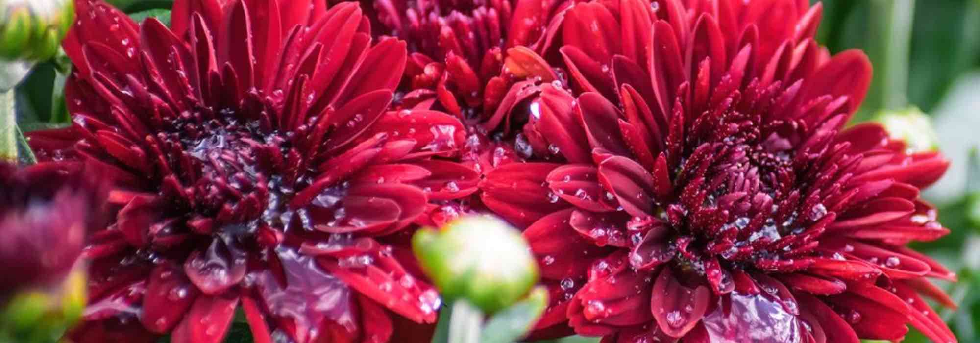 Top 5 rote Chrysanthemen