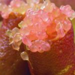 Fingerlimette im Topf kultivieren?
