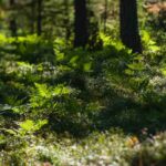 Unterholz für einen natürlich-eleganten Garten