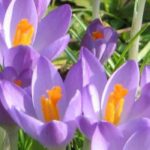 Top 5 lila Krokus-Sorten für einen bunten Garten