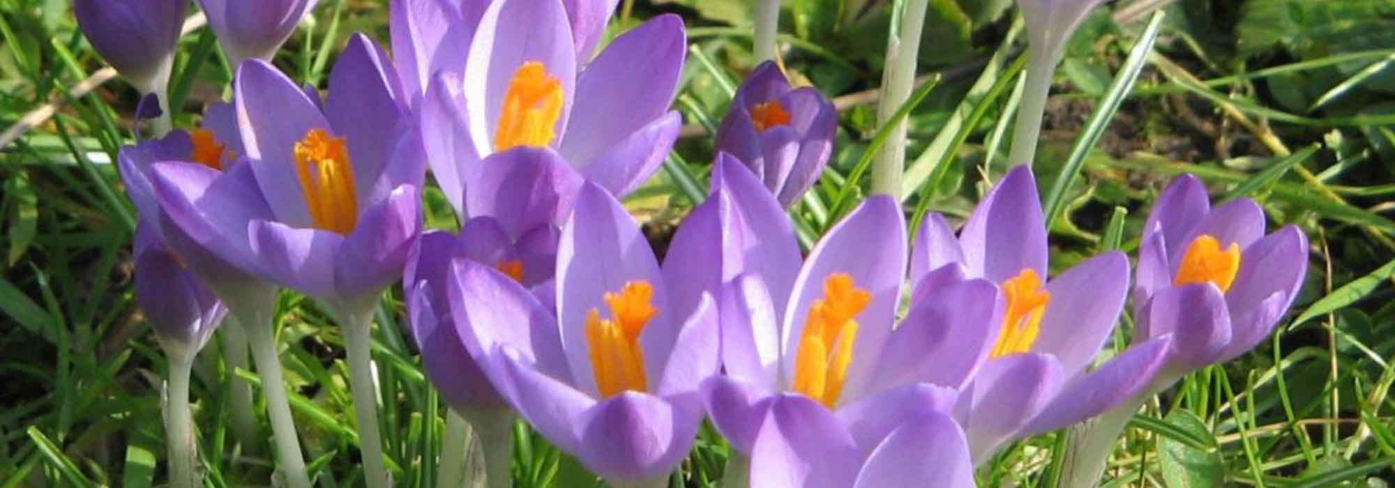 Top 5 lila Krokus-Sorten für einen bunten Garten