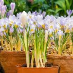 Krokus im Topf kultivieren