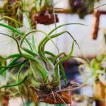 Epiphyten: luftige Wunder ohne Erde