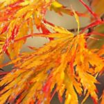 Japanische Ahorne: schönste Herbstfärbung