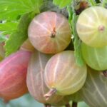 Obstgehölze wurzelnackt: günstig, schnell ernten