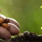 Gemüsegarten: Saatgut für den Klimawandel wählen