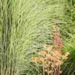 Sichtschutz im Garten mit Gräsern