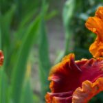 Honig- und Rostorange: bezaubernder Garten