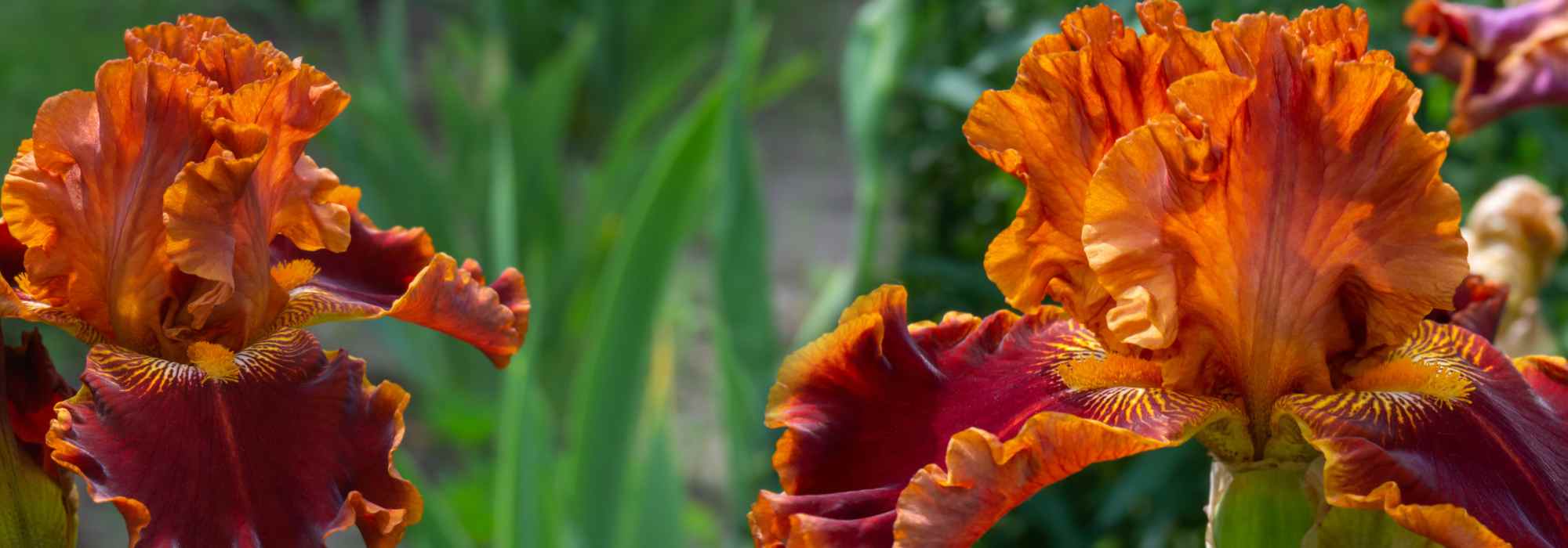 Honig- und Rostorange: bezaubernder Garten