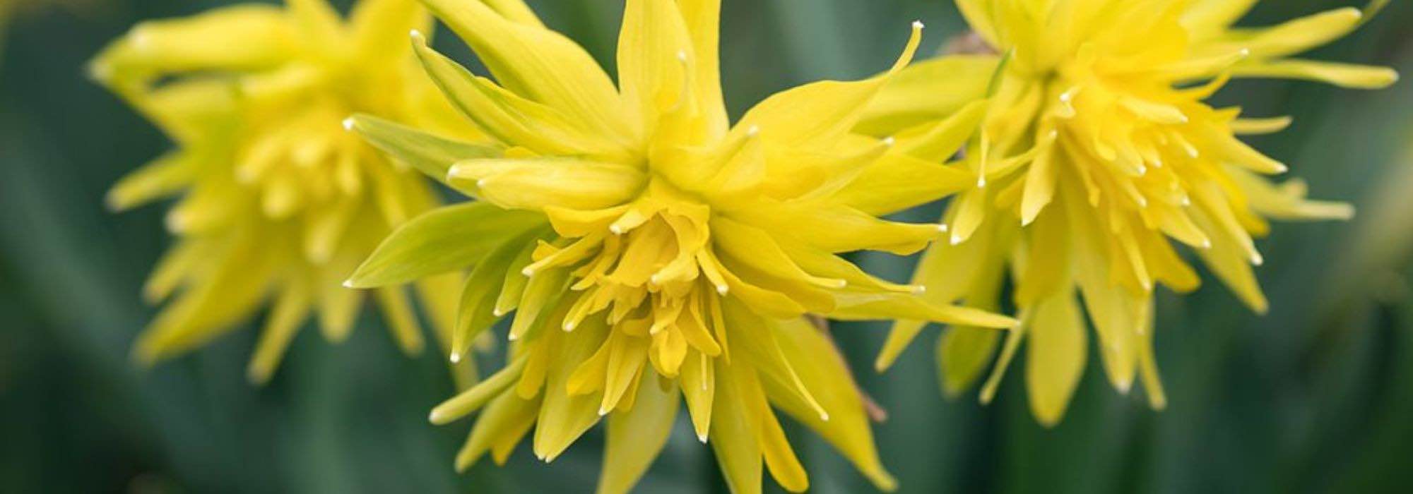 7 gelbe Narzissen zum Frühlingsstart