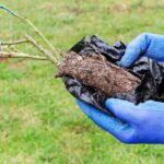 Wurzelnackte Rosen im Wurzelballen: guter Kompromiss