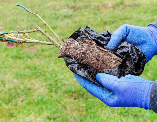 Wurzelnackte Rosen im Wurzelballen: guter Kompromiss