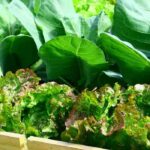 Gemüsegarten: Fruchtfolge im Herbst