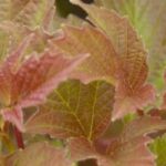 7 Schneebälle mit schöner Herbstfärbung