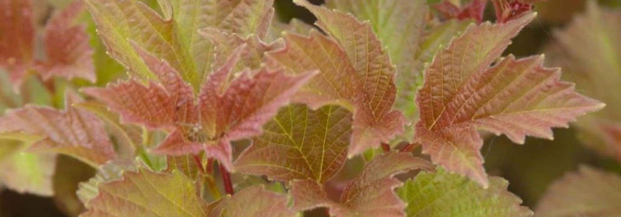 7 Schneebälle mit schöner Herbstfärbung