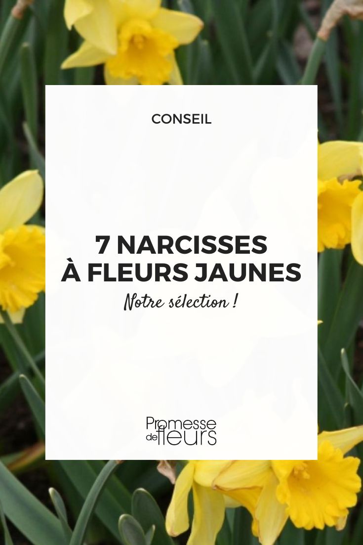 Narzisse 'Camelot'