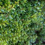 Hecke mit Buchsbaum-Alternativen anlegen?
