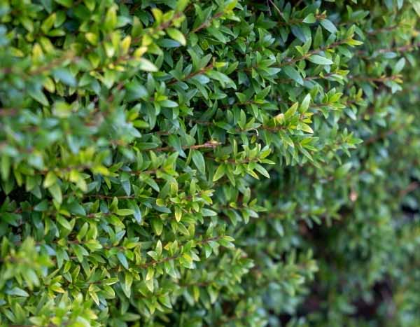 Hecke mit Buchsbaum-Alternativen anlegen?