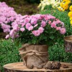 Chrysanthemenblüten trocknen