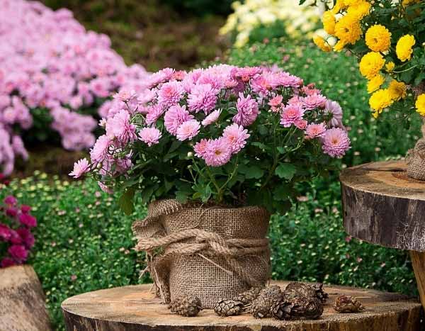 Chrysanthemenblüten trocknen