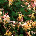 7 günstige Kletterpflanzen für den Garten